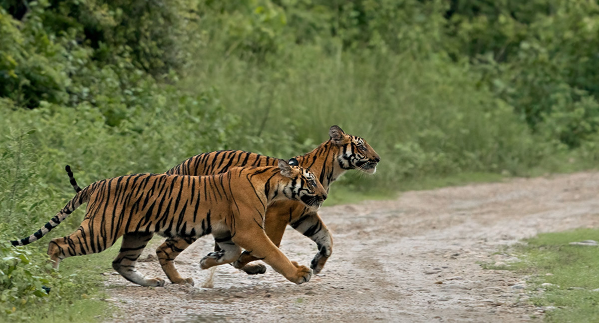 Aahana Resort - Jim corbett national park