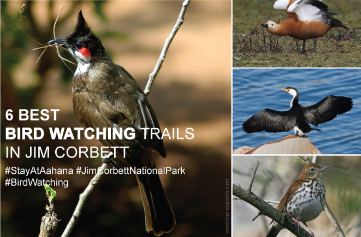 The Bird Watcher: Bird-watching at the Jersey Shore