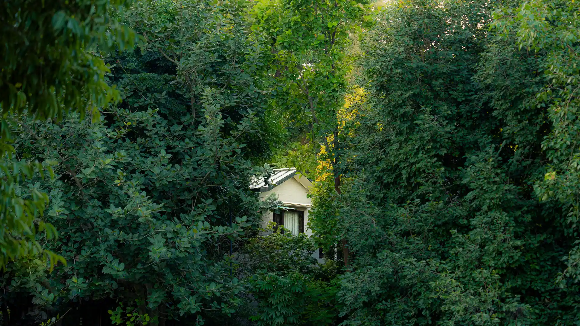 Four bedroom forest villas in jim corbett national park