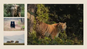 Wildlife collage of Tiger, Elephants, Sloth Bear in Jim Corbett