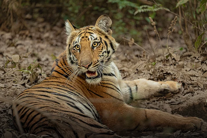 Tiger spotted in Jim Corbett National Park