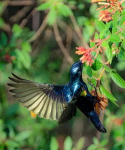 Purple Sunbird at Aahana Resort, Jim Corbett