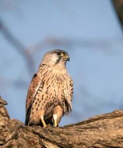Eurasian Kestrel at Aahana Resort, Jim Corbett