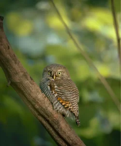 Jungle Owlet at Aahana Resort, Jim Corbett