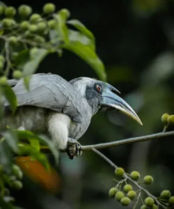 Grey Hornbill at Aahana Resort, Jim Corbett