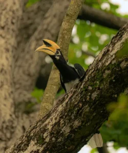 Oriental Pied Hornbill at Aahana Resort, Jim Corbett