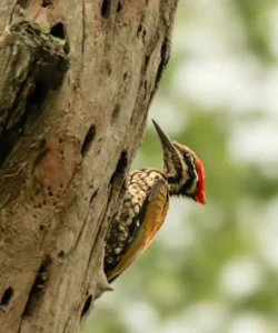 Black-rumped flameback at Aahana Resort, Jim Corbett