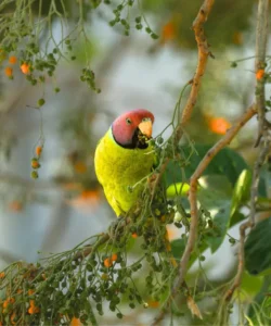 Plum headed Parakeet