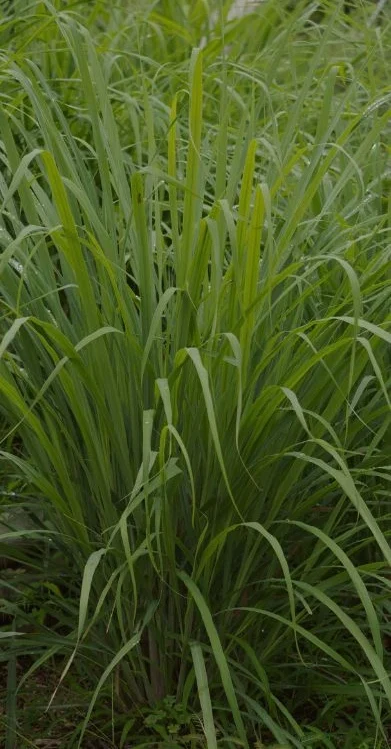 lemongrass closeup