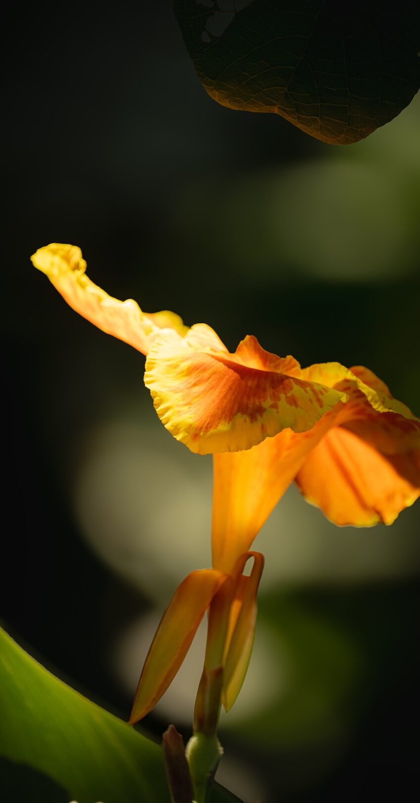 Canna plant for root zone treatment at Aahana
