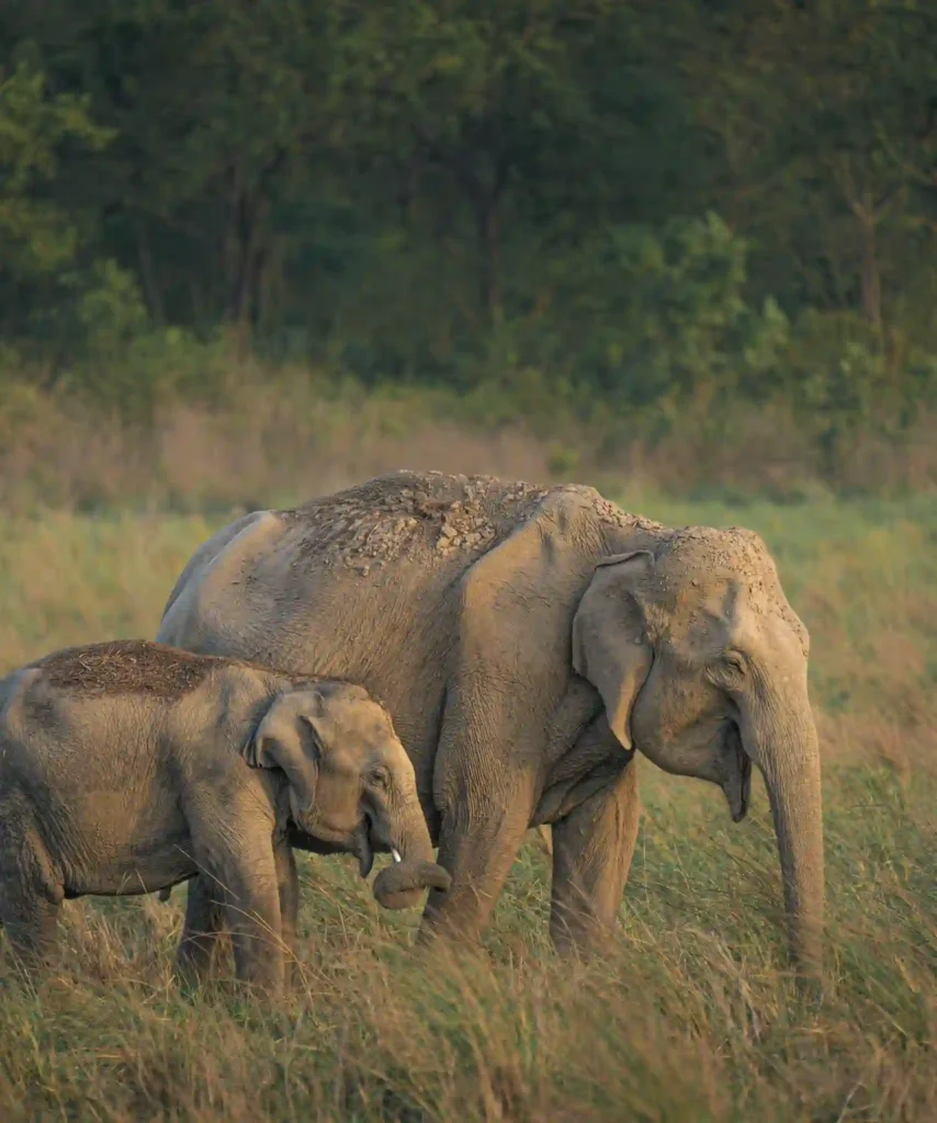 elephants in Jim Corbett forest