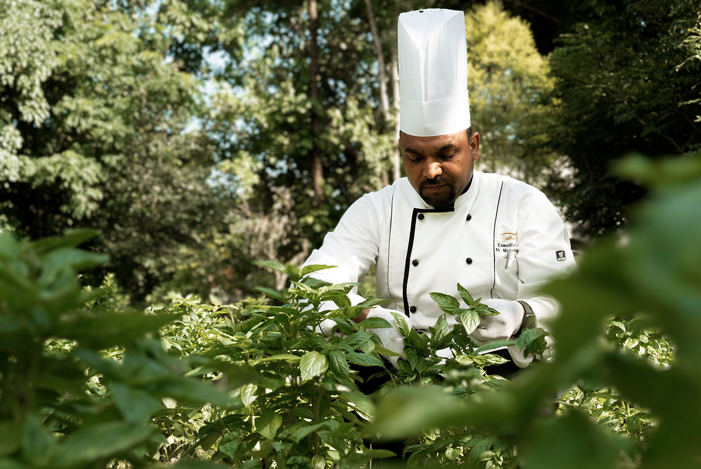 Chef at Aahana Resort picking fresh herbs in the garden