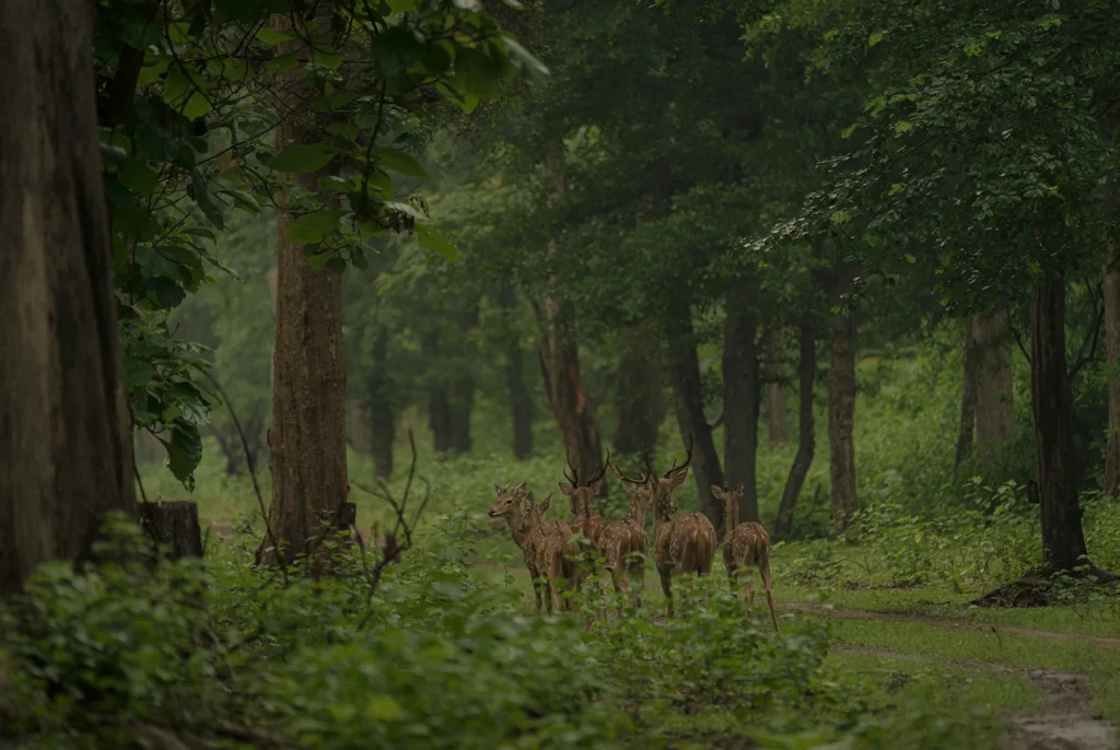 Jim Corbett in Winters
