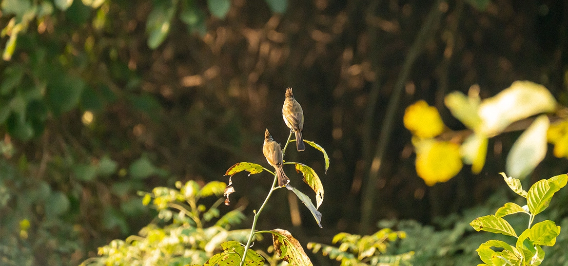 Red-vented bulbul spotted at aahana