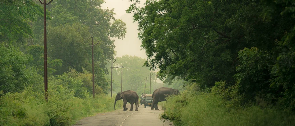 dhela safari zone