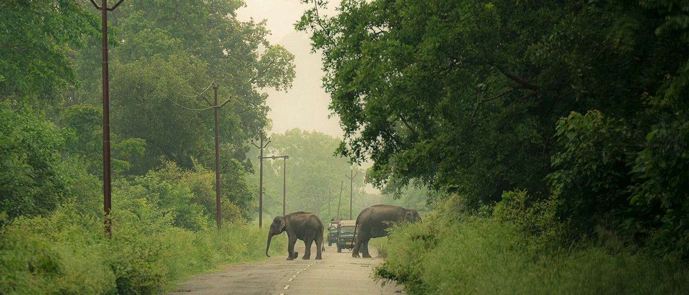 dhela safari zone