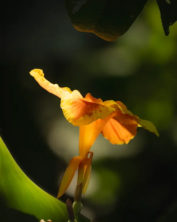Canna plant for root zone treatment at Aahana
