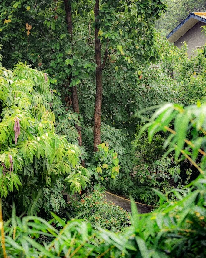 Forest trail in Aahana resort