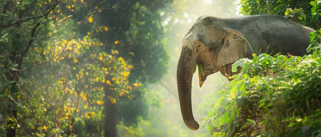 Asian elephant walking through a lush forest
