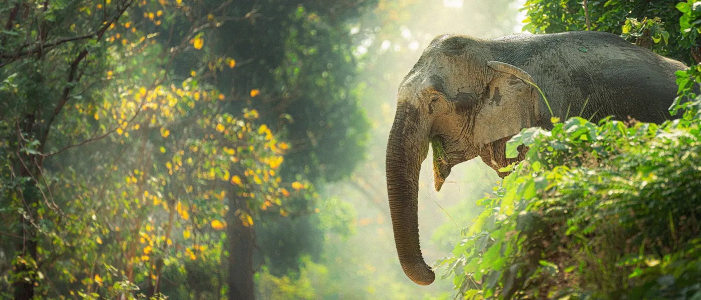 Asian elephant walking through a lush forest