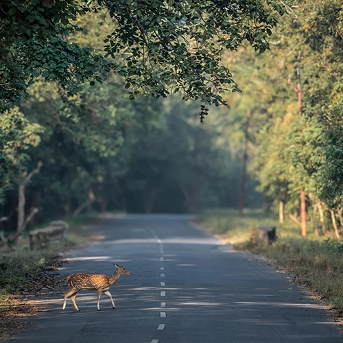 Wild deer on jungle road