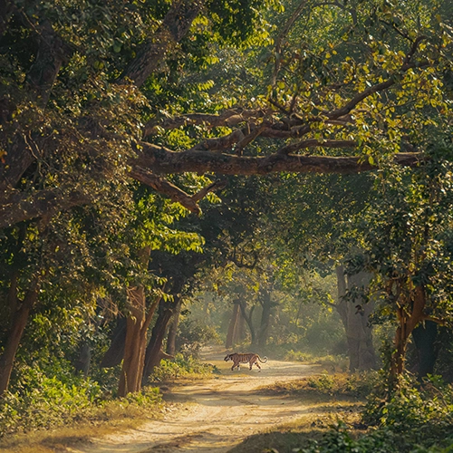 tiger spotted in jim corbett