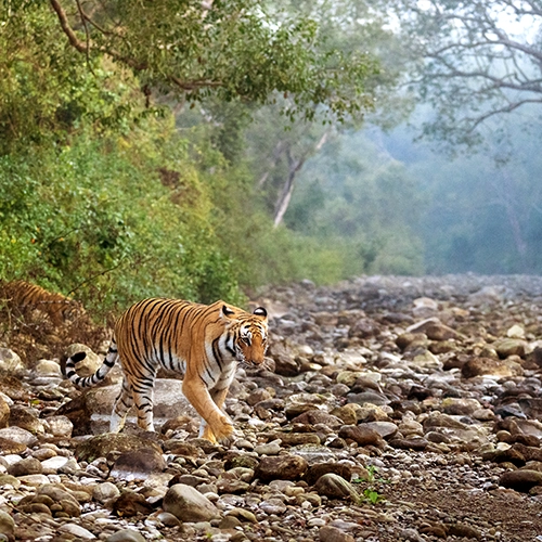 tiger sighting in jim corbett