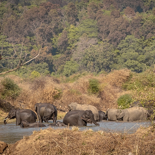 elephant in jim corbett