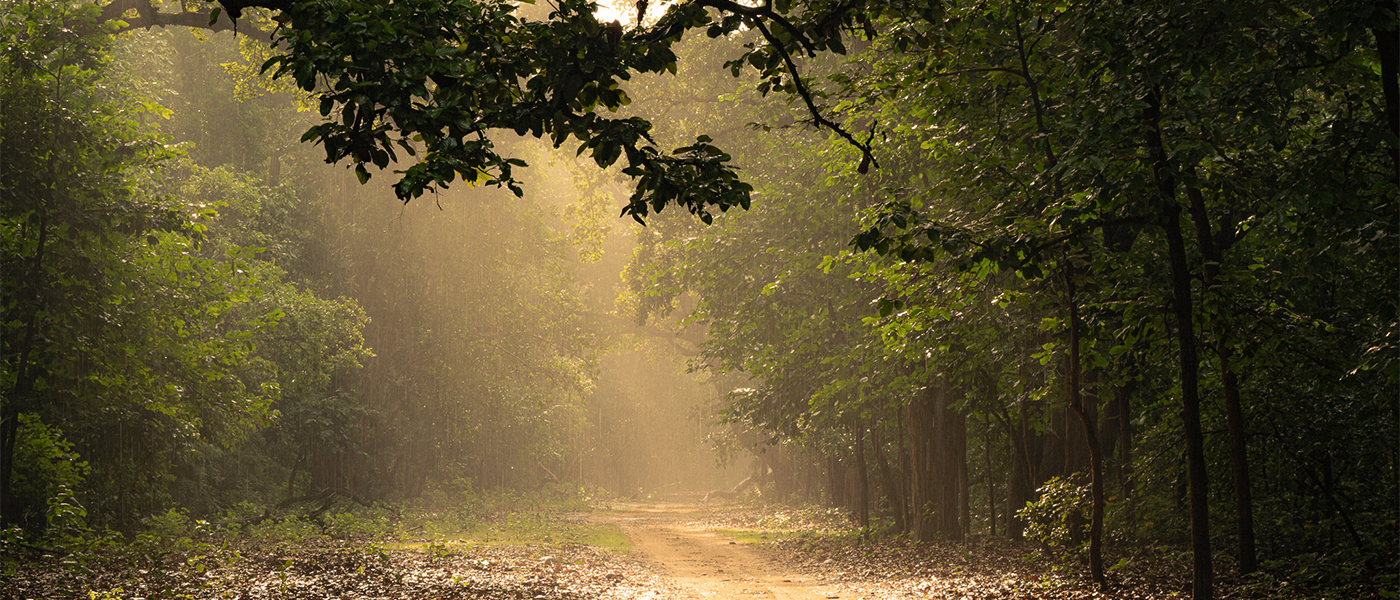 jim corbett in monsoon