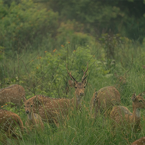 deer in meadow
