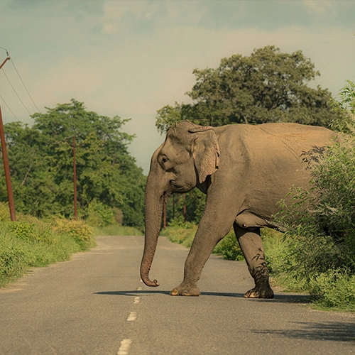 asian elephants