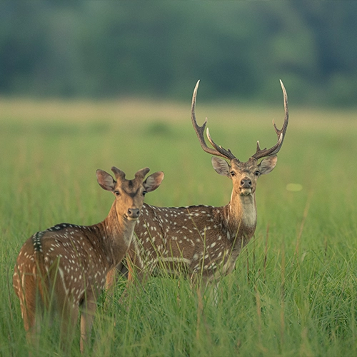 Spotted deer at Jim Corbett