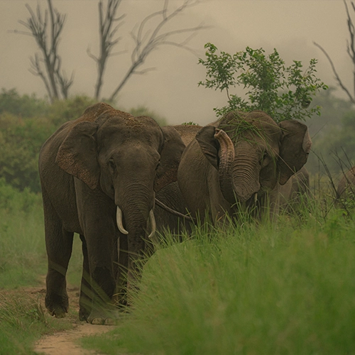 Asian elephant spotted in jim corbett