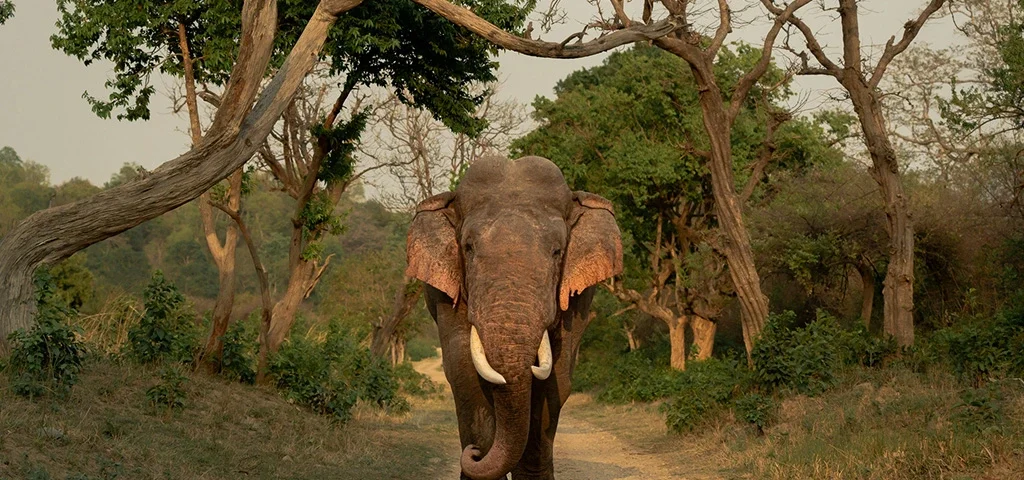 elephant spotted during safari