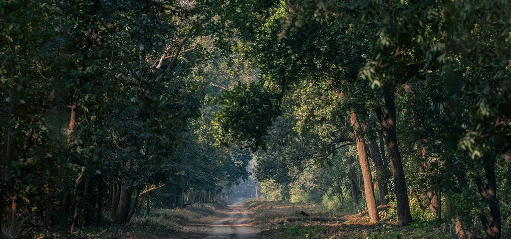 Sal Forest of Dhela