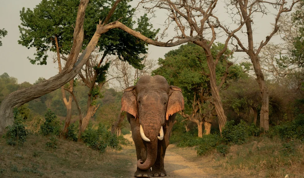elephant spotted during safari