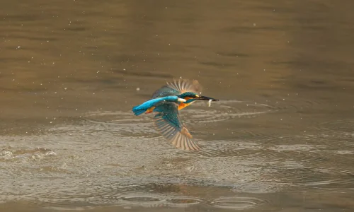 Flying kingfisher with a fish in its mouth