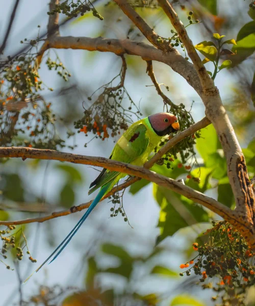 Parakeet on a tree in Jim Corbett National Park