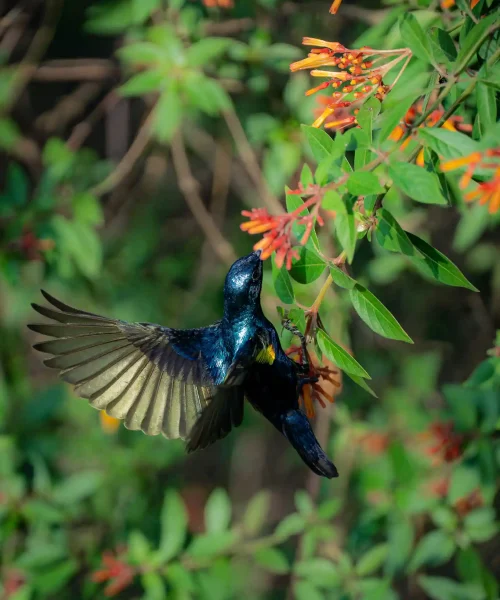 Purple sunbird feeding nectar from a flower