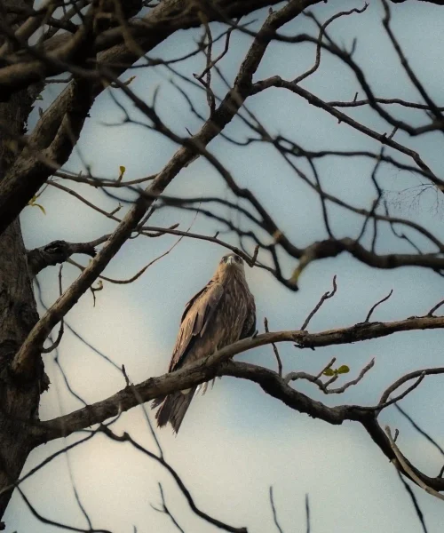 Black kite sitting on a Tree