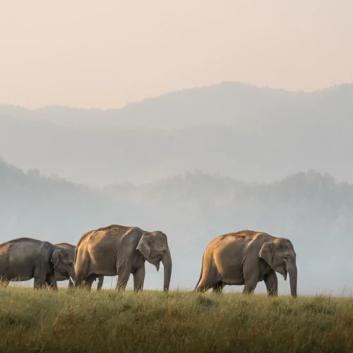 elephant sighting in jim corbett