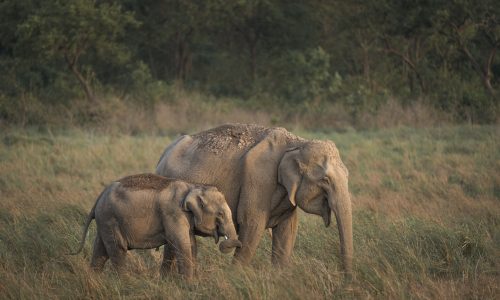 safari in jim corbett img 2