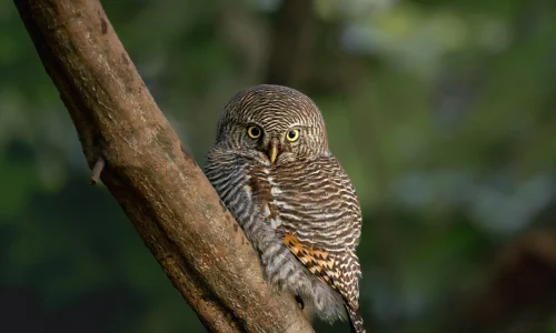 jungle owlet spotted at Aahana