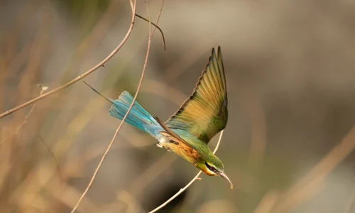 bee eater in jim corbett